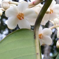 Doona macrophylla Thwaites